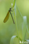 Weidebeekjuffer (Calopteryx splendens)