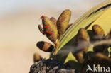 Welwitschia wants (Probergrothius sexpunctatis)