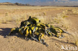 Welwitschia (Welwitschia mirabilis)