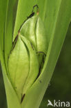 Wilde herfsttijloos (Colchicum autumnale) 