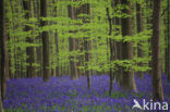 Bluebell (Scilla non-scripta)