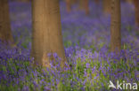 Bluebell (Scilla non-scripta)