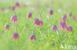 Wilde kievitsbloem (Fritillaria meleagris) 