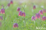 Wilde kievitsbloem (Fritillaria meleagris) 