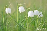 Wilde kievitsbloem (Fritillaria meleagris) 