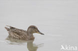 Wintertaling (Anas crecca) 