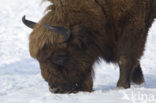 Wisent (Bison bonasus) 