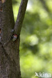 White-backed Woodpecker (Dendrocopos leucotos)