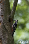 White-backed Woodpecker (Dendrocopos leucotos)