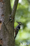 White-backed Woodpecker (Dendrocopos leucotos)