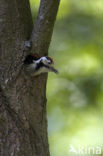 White-backed Woodpecker (Dendrocopos leucotos)