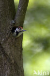 White-backed Woodpecker (Dendrocopos leucotos)