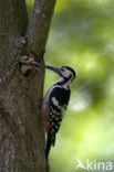 White-backed Woodpecker (Dendrocopos leucotos)