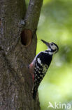 White-backed Woodpecker (Dendrocopos leucotos)