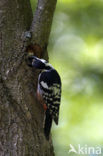 White-backed Woodpecker (Dendrocopos leucotos)