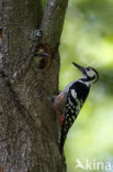 White-backed Woodpecker (Dendrocopos leucotos)