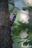 White-backed Woodpecker (Dendrocopos leucotos)