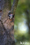 White-backed Woodpecker (Dendrocopos leucotos)