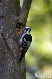 White-backed Woodpecker (Dendrocopos leucotos)