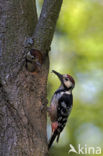 White-backed Woodpecker (Dendrocopos leucotos)