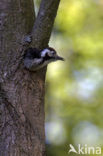 White-backed Woodpecker (Dendrocopos leucotos)