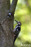 White-backed Woodpecker (Dendrocopos leucotos)