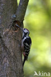 White-backed Woodpecker (Dendrocopos leucotos)