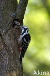 White-backed Woodpecker (Dendrocopos leucotos)