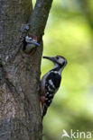 White-backed Woodpecker (Dendrocopos leucotos)