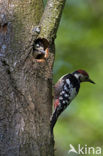 White-backed Woodpecker (Dendrocopos leucotos)