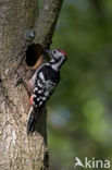 White-backed Woodpecker (Dendrocopos leucotos)