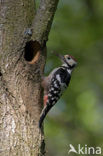 White-backed Woodpecker (Dendrocopos leucotos)