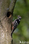 White-backed Woodpecker (Dendrocopos leucotos)