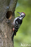 White-backed Woodpecker (Dendrocopos leucotos)