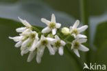 Witte engbloem (Vincetoxicum hirundinaria) 