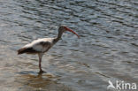 White Ibis (Eudocimus albus)