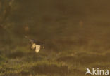 Witte Kwikstaart (Motacilla alba)