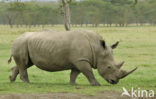 white Rhinoceros