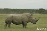 white Rhinoceros