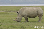 white Rhinoceros