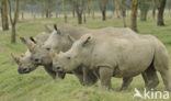 white Rhinoceros