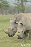 white Rhinoceros