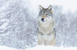 Wolf (Canis lupus)