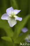 Wonderviooltje (Viola mirabilis)