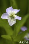 Viola mirabilis