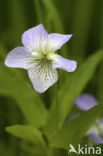 Wonderviooltje (Viola mirabilis)