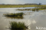 Wormer- en Jisperveld