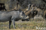 Common Warthog (Phacochoerus africanus)