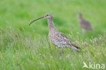 Eurasian Curlew (Numenius arquata) 