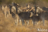 Zebra (Equus spp)